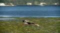 heron in flight Video HD