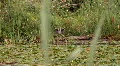 heron in flight HD Footage