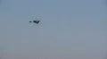 heron in flight HD Footage