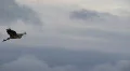 heron in flight HD Footage