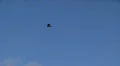 heron in flight Video HD