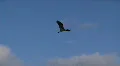 heron in flight HD Footage