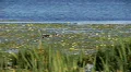 heron in flight HD Footage