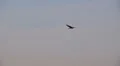 heron in flight HD Footage