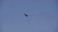 Heron in Flight Video HD