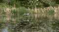 Heron in Flight Video HD