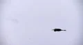Heron in Flight Video HD
