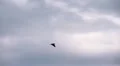 Heron in Flight HD Footage