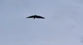 Heron in Flight HD Footage