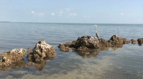 Heron flight 스톡 동영상 7136862