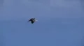 Heron in Flight HD Footage