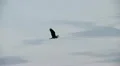 heron in flight HD Footage