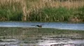 heron in flight HD Footage