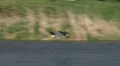 Heron In Flight 4k or 4k+ Resolution