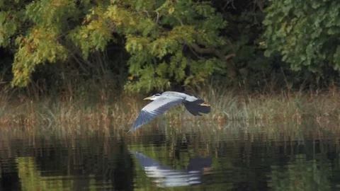 Heron In Flight Stock Footage 80457560
