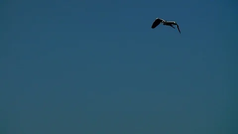 Heron in flight Stock Footage 91368501