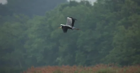 Heron in Flight Over Forested Landscape Stock Footage 305702061
