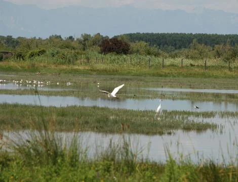 Heron in Flight Stock Photos