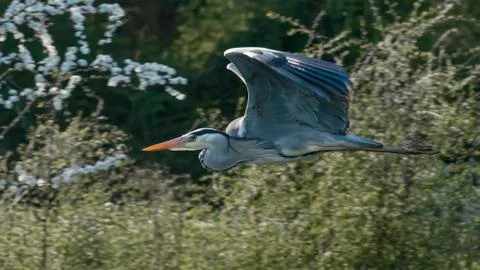 Heron in Flight Stock Photos