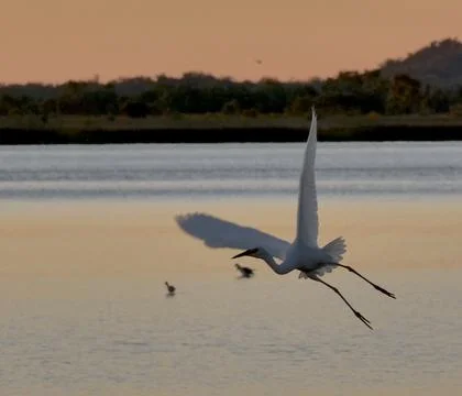 Heron in Flight Stock Photos