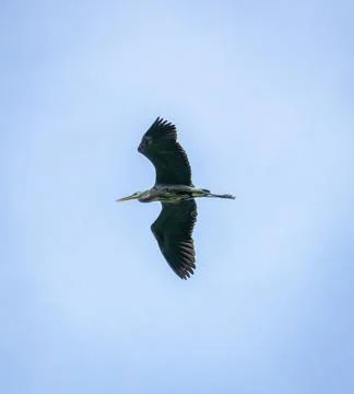 Heron in Flight Stock Photos
