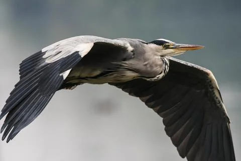 Heron in flight Stock Photos