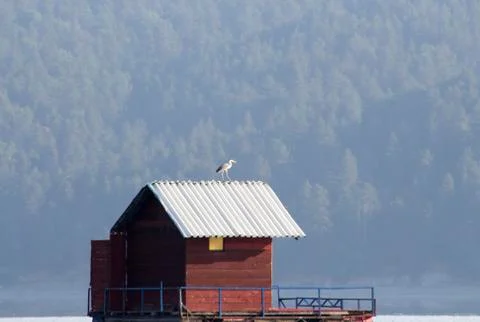 Heron on float Stock Photos
