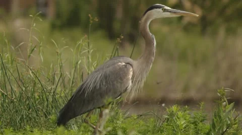Heron Fly Away Stock Footage 11345845