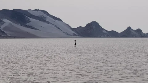 Heron flying away over tranquil lake with snow-capped mountains, Socotra island Stock Footage 335145402