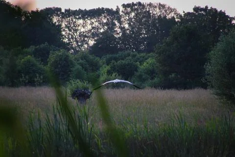 Heron flying away Stock Photos