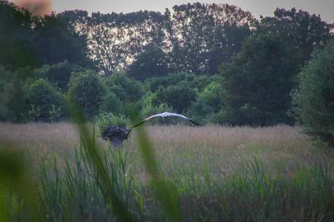 Heron flying away Foto stock