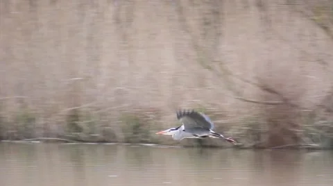 Heron flying Stock Footage 41581774