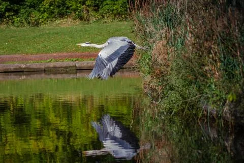 Heron flying out over a lake Stock Photos