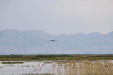 Heron flying over marsh Foto stock