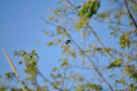 Heron flying 写真素材