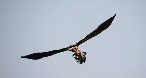 Heron is flying Stock-Fotos