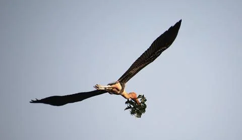 Heron is flying Stock Photos