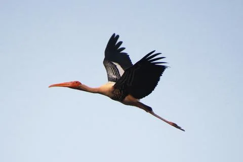 Heron is flying Stock Photos