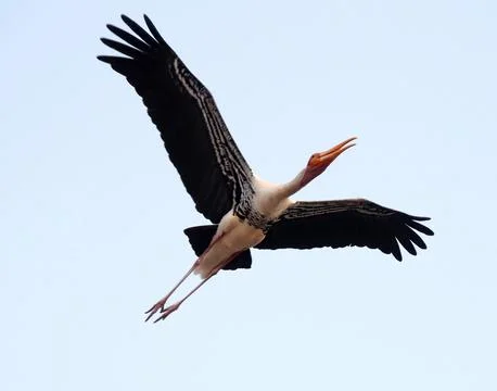 Heron is flying Stock Photos