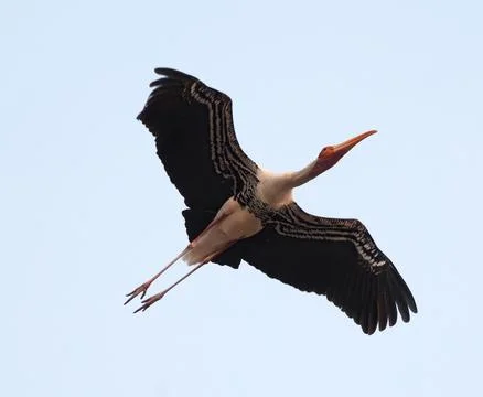 Heron is flying Stock Photos