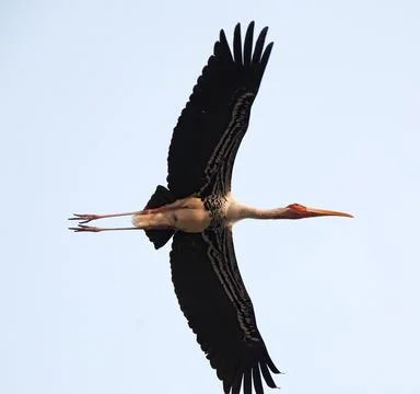 Heron is flying Stock Photos