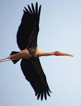 Heron is flying Stock Photos