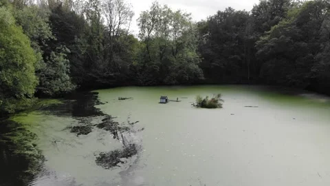 Heron flying from pond Stockbeeldmateriaal 251665271