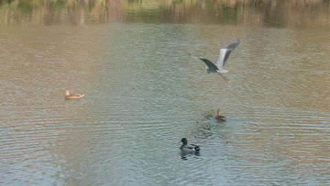 Heron flying on river Stock Photos