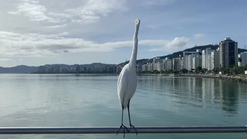 Heron flying on the seaside pier in Florianopolis. Stock Footage 201826243