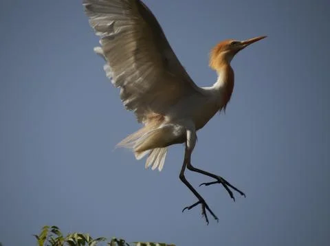 The heron is flying from the tree Stock-Fotos
