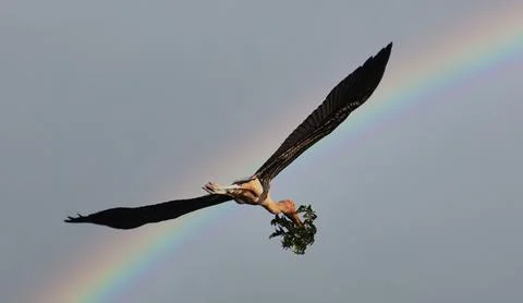 The heron is flying from the tree Stock Photos