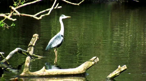 Heron Stock Footage 362873