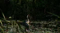 heron HD Footage