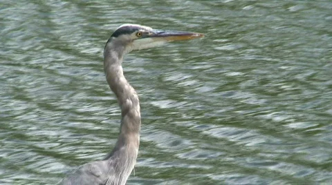 Heron  Stock Footage 573085
